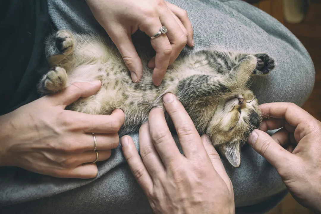 知识贴：猫咪应激反应有什么症状，该怎么应对和预防？