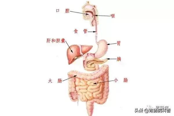 关于胃肠镜检查的18个疑问