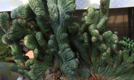 仙人掌刚长出来的时候是绿色的_仙人掌类青石山图片 - 成语词句网