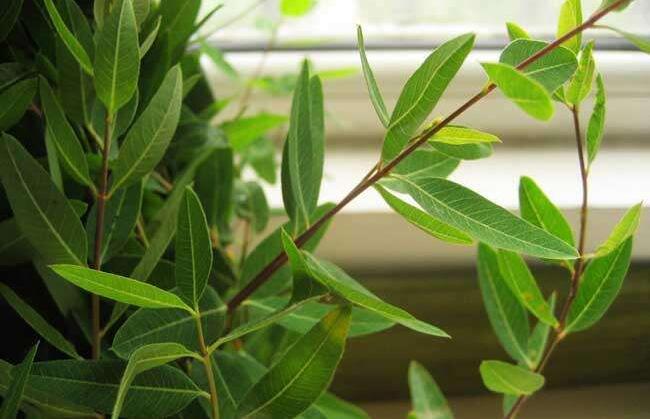 每日一味中药——罗布麻叶,传说"长生不老药丸"就是以它为主药
