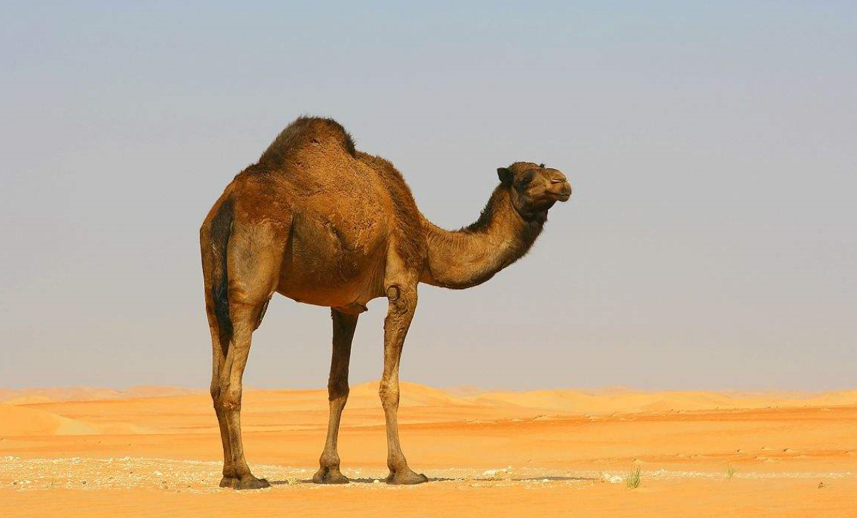 骆驼有几个胃(血肉之躯的骆驼,为什么能以仙人掌为食,它们不疼吗?