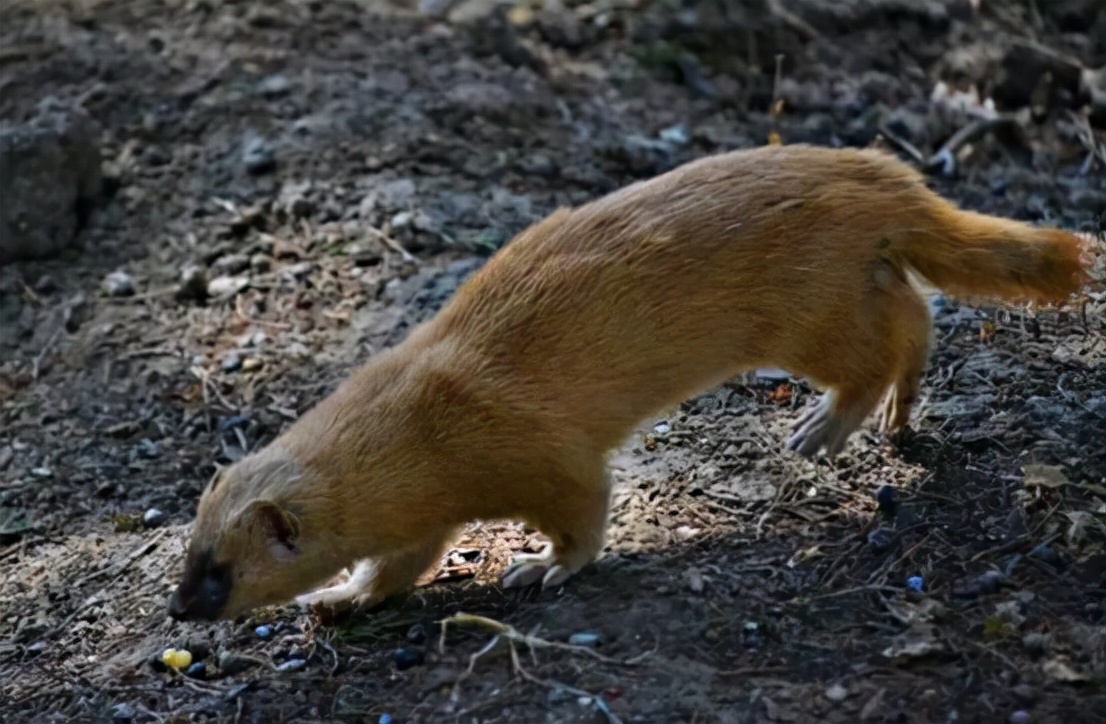 1997年黄鼠狼"讨封"事件,究竟是真是假?