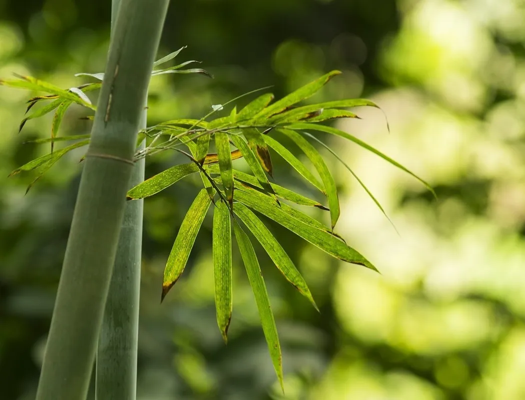 诗词 | 风也萧萧，雨也萧萧，诗词里多萧萧