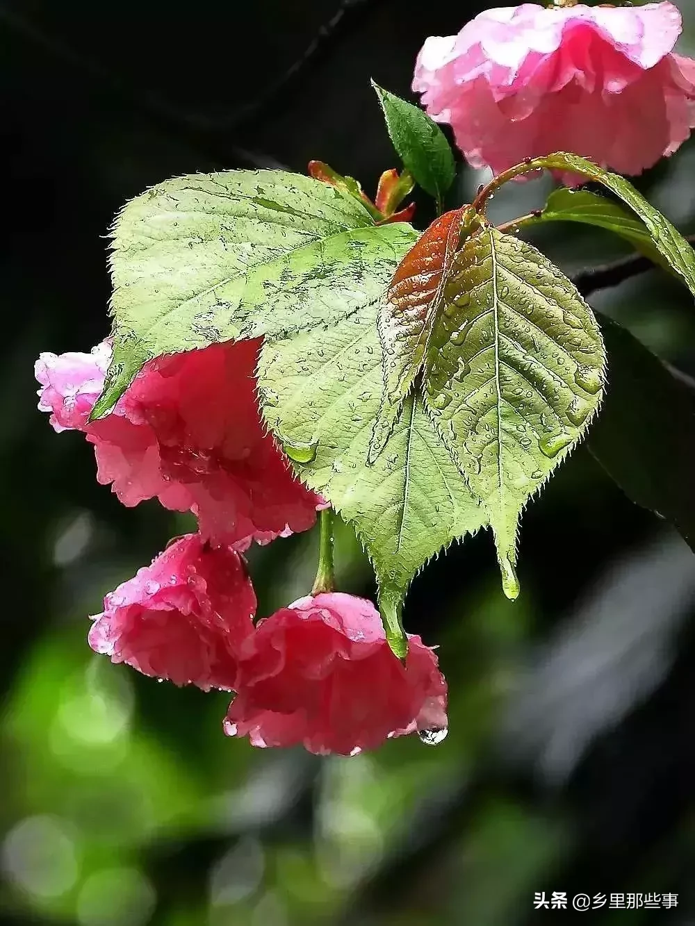 雨水｜随风潜入夜，润物细无声