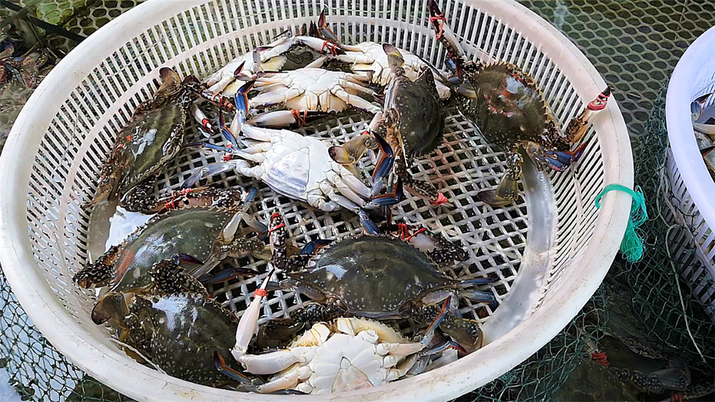 丹东海鲜大蟹子到底什么价?40元到160元不等,你想吃哪个?