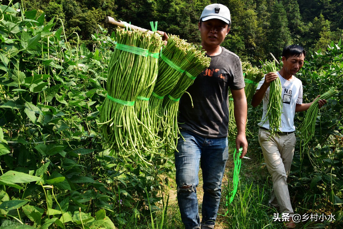 缸豆,缸豆和豇豆的區(qū)別