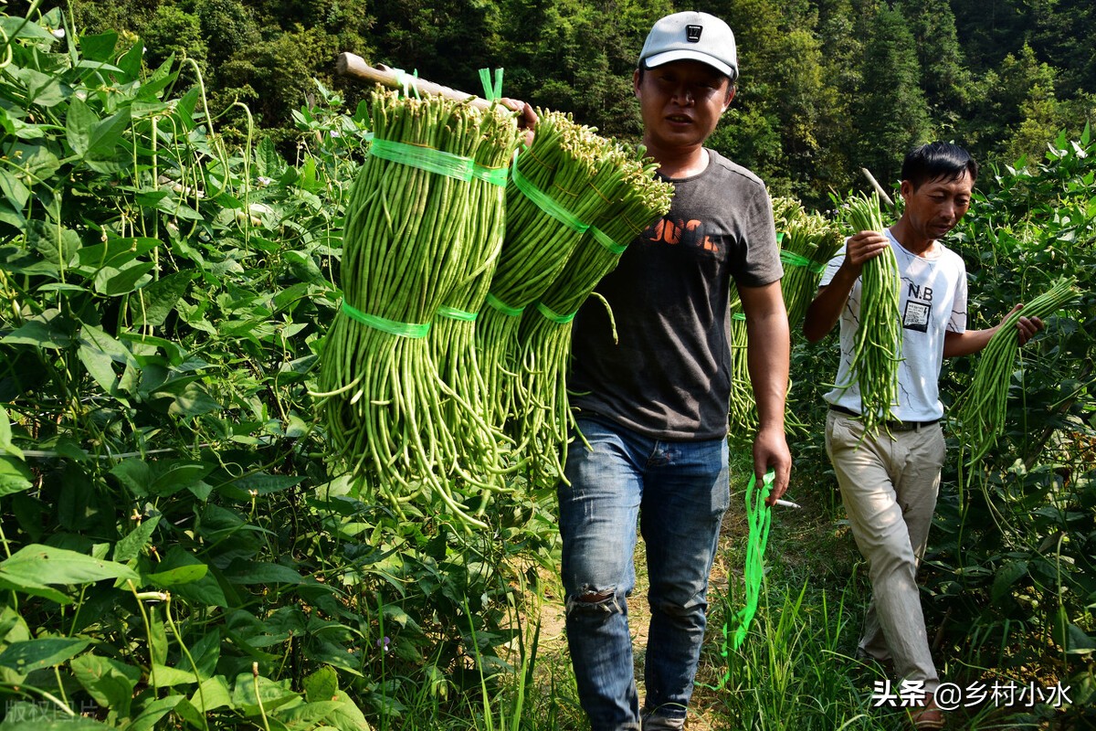 缸豆,缸豆和豇豆的区别