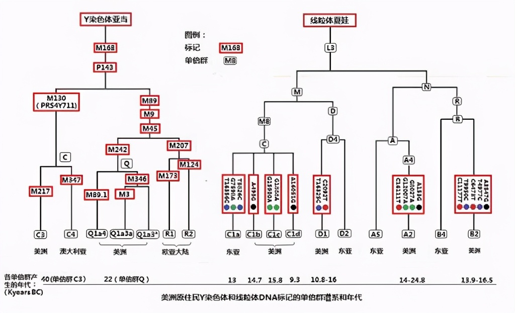 y染色体揭露英国皇室成员被戴绿帽,却浑然不知
