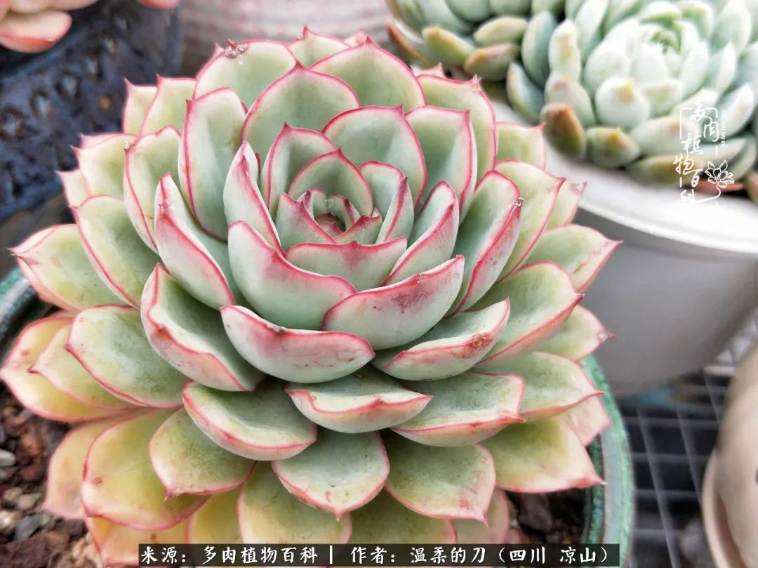 多肉相伴，岁月生香，愿现世安稳，许四季花开