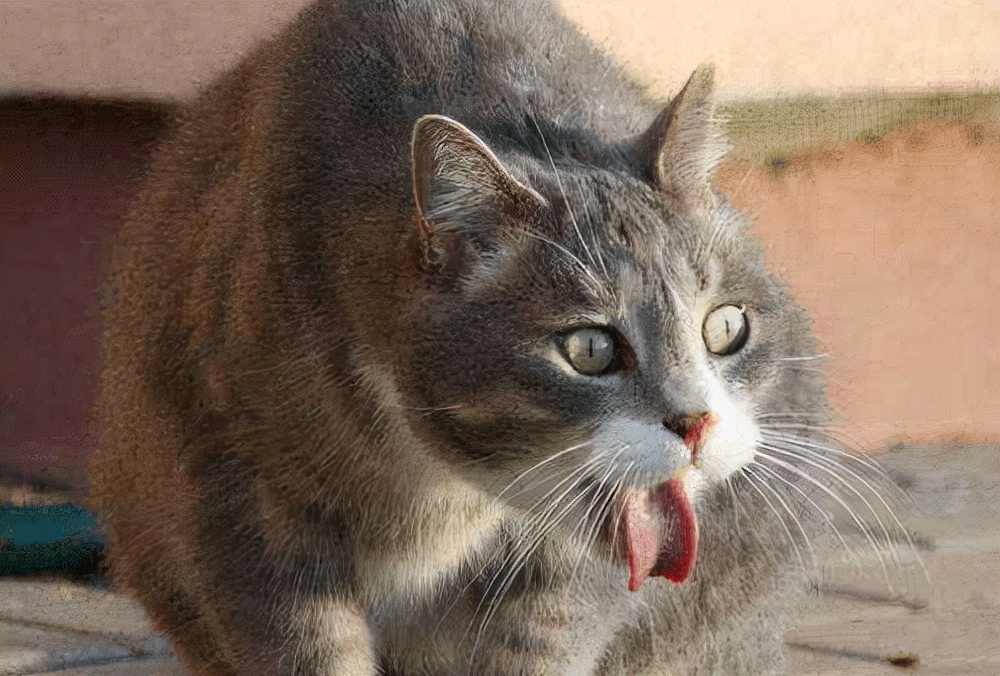 猫突然吐了一大堆未消化猫粮（猫突然吐了一大堆未消化猫粮然后肚子一直咕噜）-第2张图片-华展网