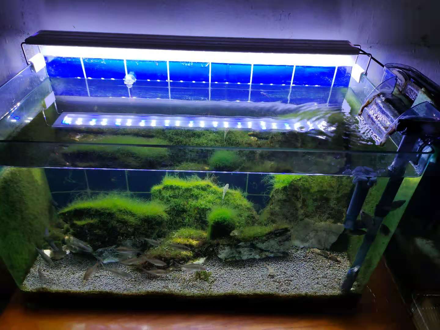 鱼缸水位多高合适图片（鱼缸养育的最佳水位）
