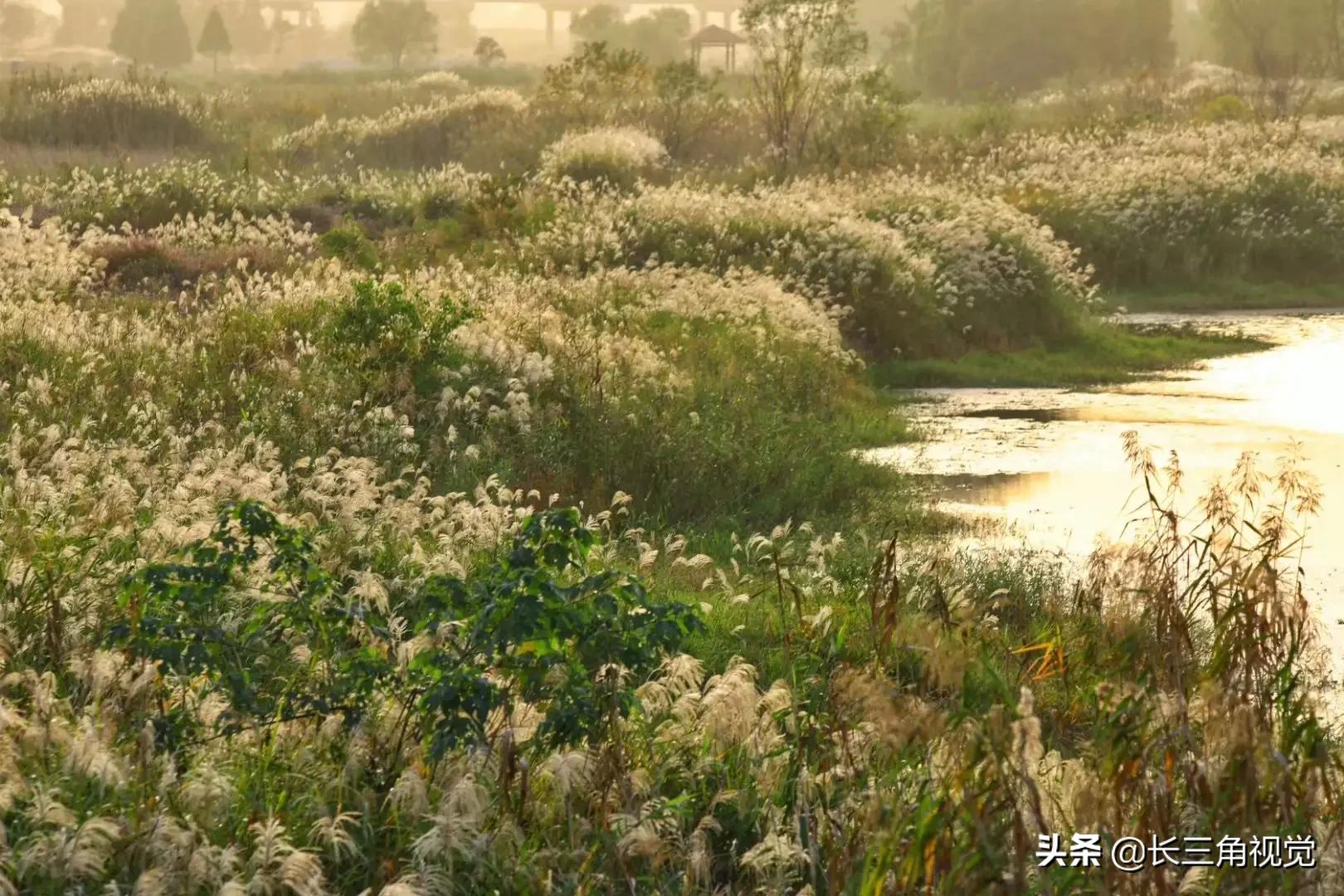 秋韵湖州，芦花飞扬：一场不容错过的诗意之旅