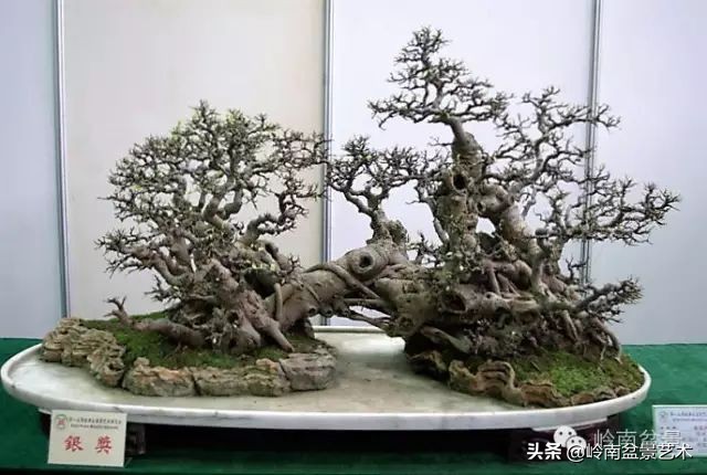 榕樹盆景圖片,榕樹盆景圖片大全欣賞