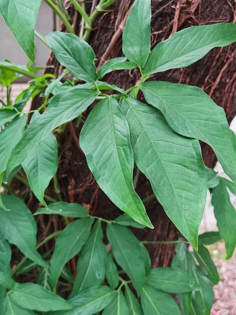 合果芋的种植方法（七步告诉你养殖合果芋的注意事项）