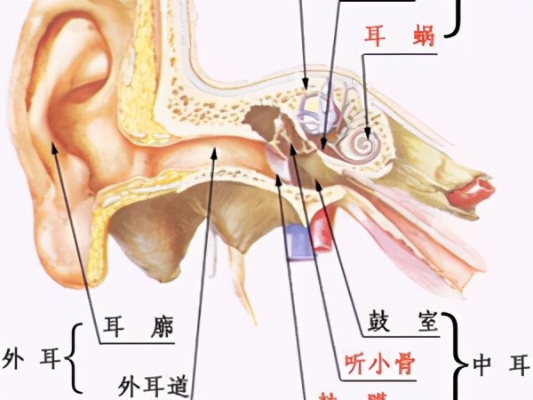 外耳道炎,中耳炎,你了解多少?