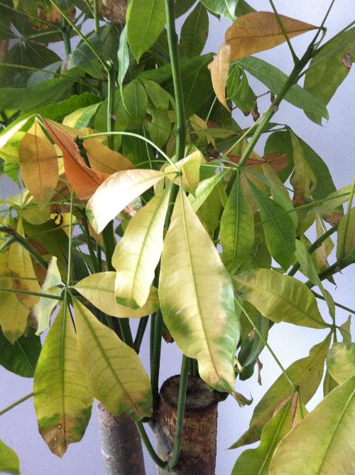 发财树的叶子发黄干枯掉落什么原因（除了浇水过多，还有10个别的原因）-第1张图片