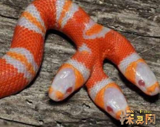 五頭蛇是真的嗎,五頭蛇是真的嗎?