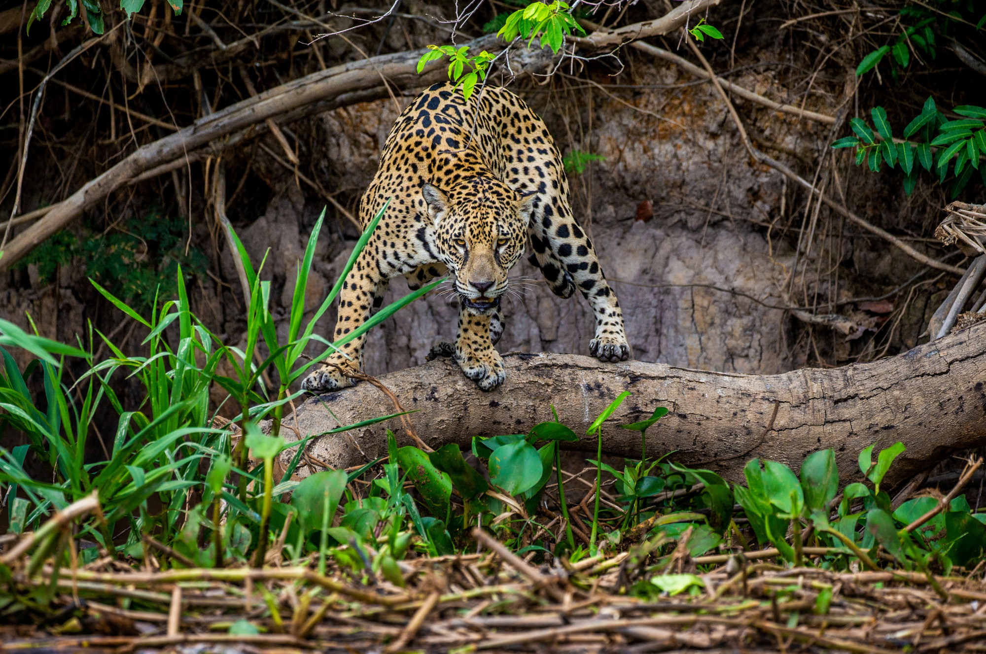 美洲虎vs鳄鱼(亚马逊实拍美洲虎"干掉"凯门鳄,花了大力气才拉上岸)
