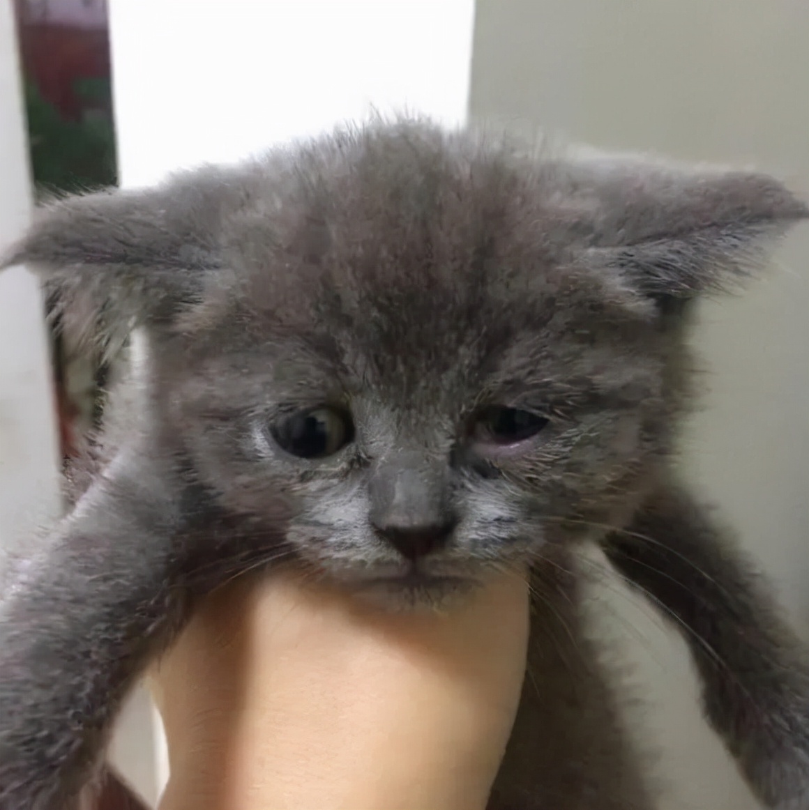 猫咪有这6种症状，请立马“驱虫”