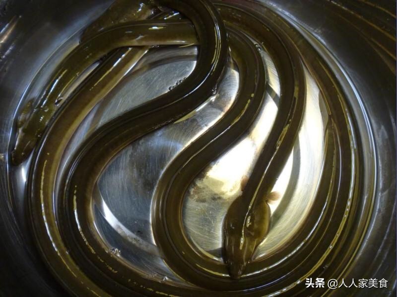 土龙是什么鱼("土龙"是蛇,还是"龙",进来看看你就知道)