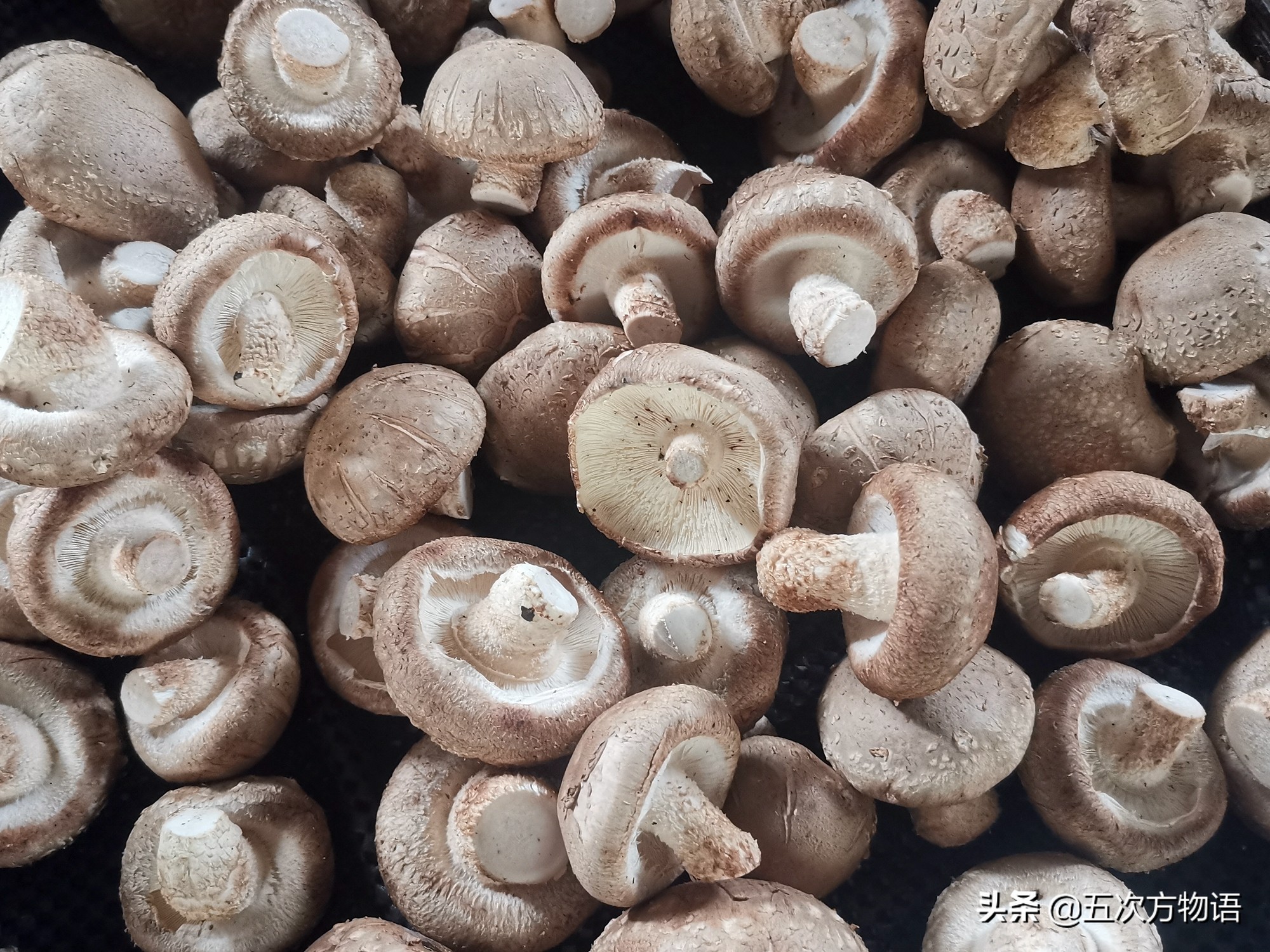 一,糙皮侧耳/pleurotus ostreatus,俗称"平菇",最常见,最普通的蘑菇