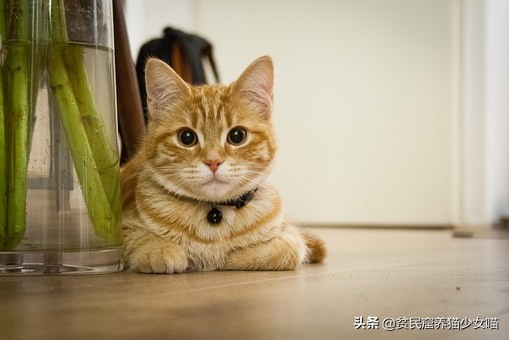 猫咪流眼泪可能是以下6种原因，铲屎官们知道几种？