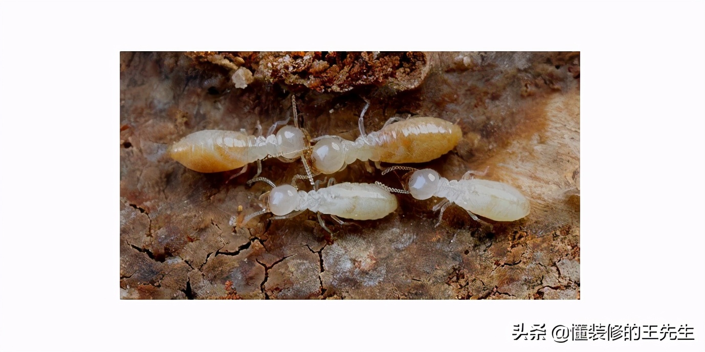 白螞蟻怎么消滅,白螞蟻怎么消滅用什么藥治