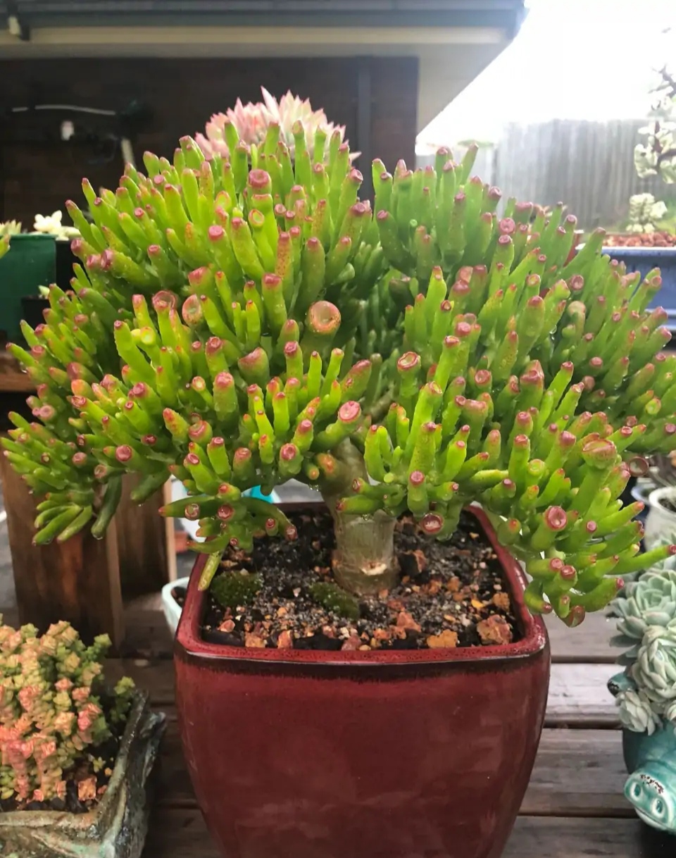 吸财树属于多肉植物中的一种,不过它跟普通的多肉是不太一样的,它的