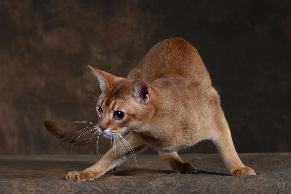 阿比猫(物种百科:阿比西尼亚猫)