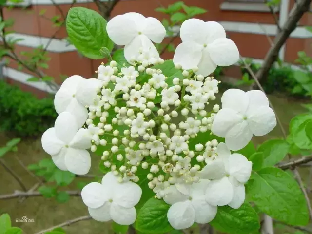 荆棘的意思 藤蔓的意思