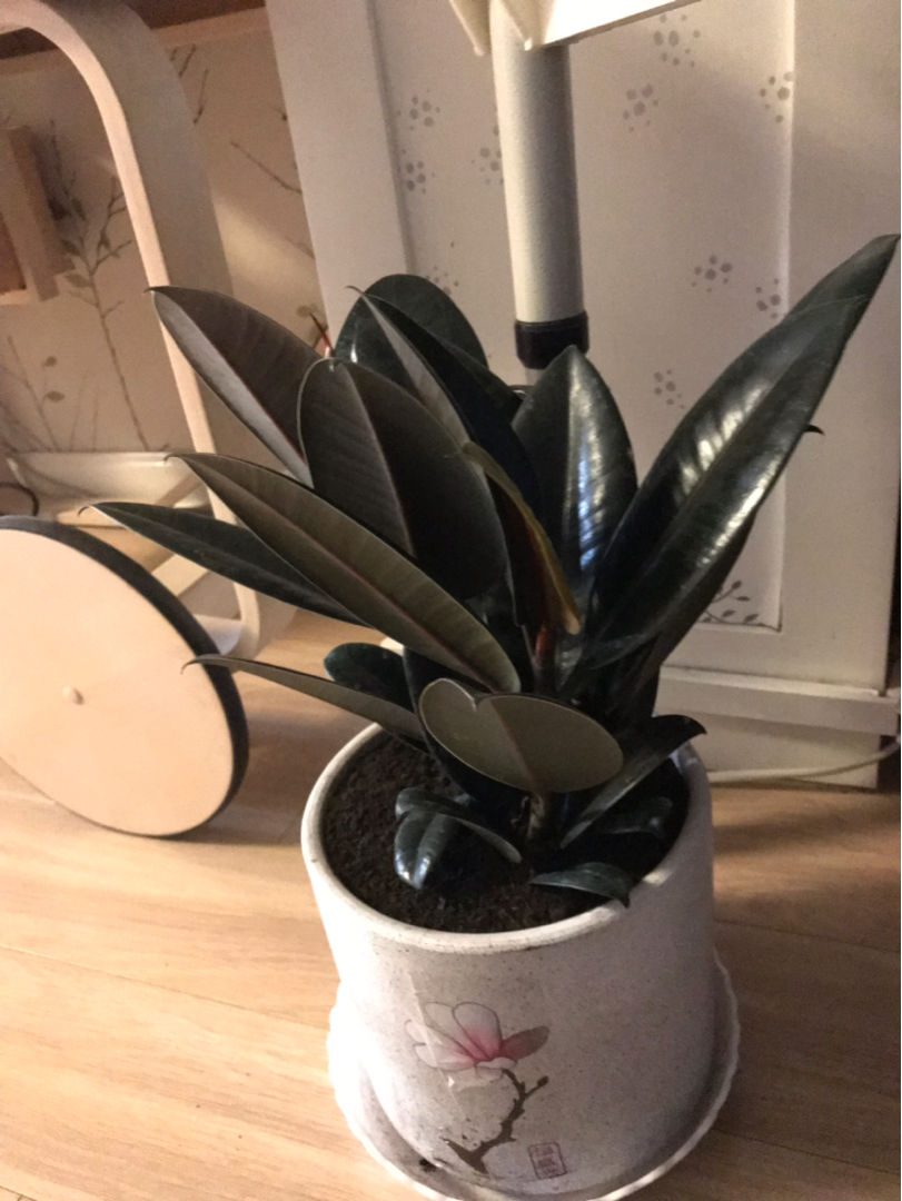 厚臉皮的養殖方法,厚臉皮的養殖方法圖片