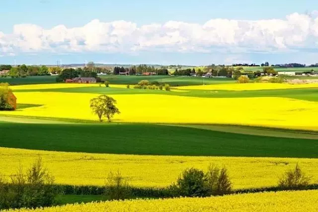 同样是高福利低学费，瑞典为何能成为北欧四国的留学TOP1？