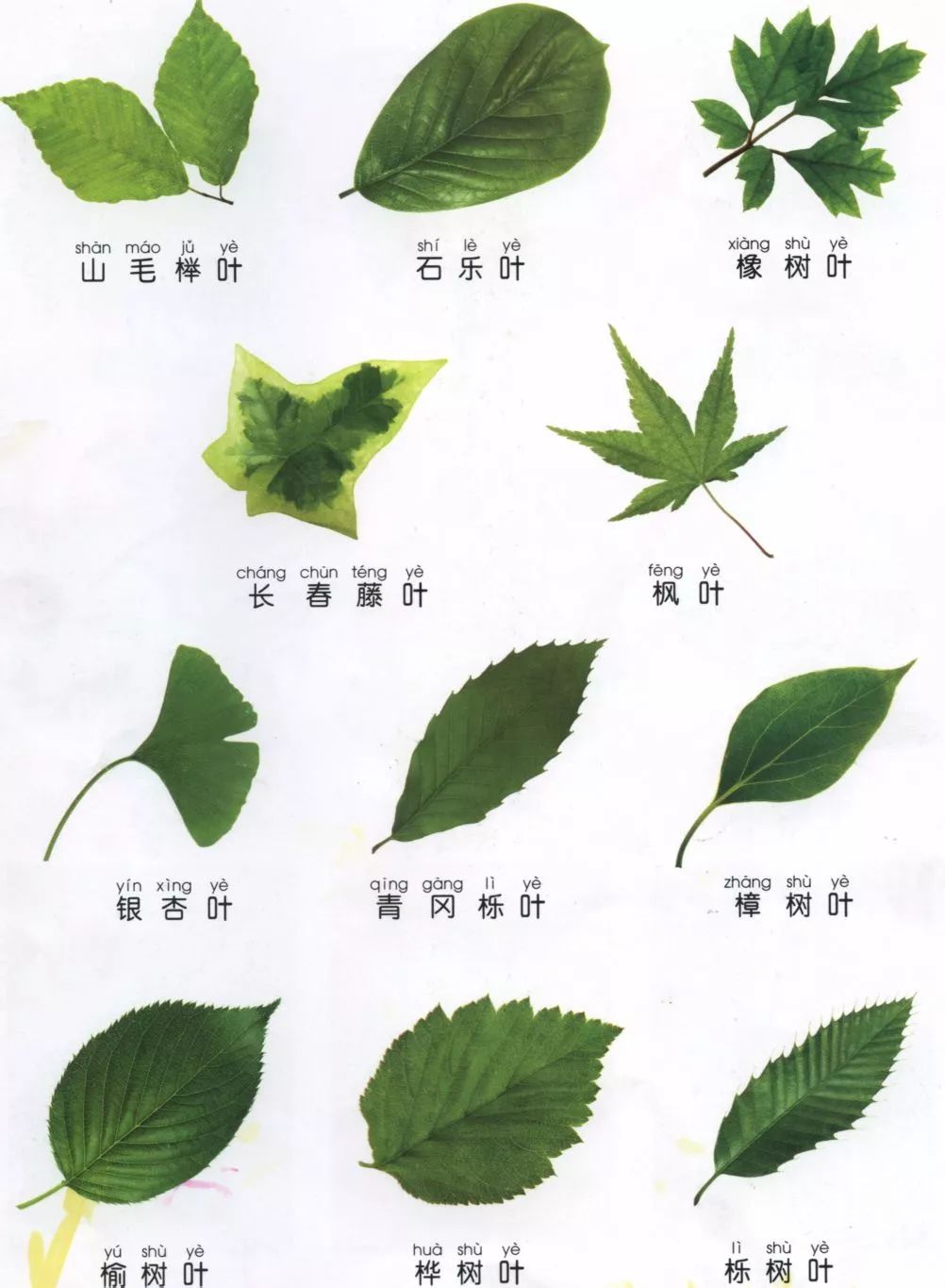 景观植物识别法，超级简单明了，一看就会