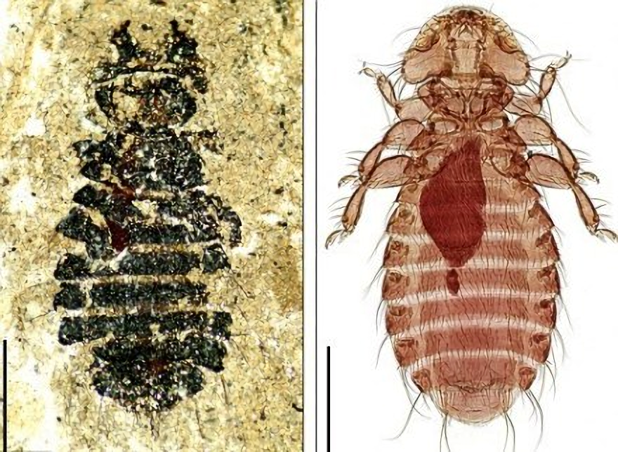 "活化石"虱子,作为几代人的童年回忆,它为何销声匿迹了?