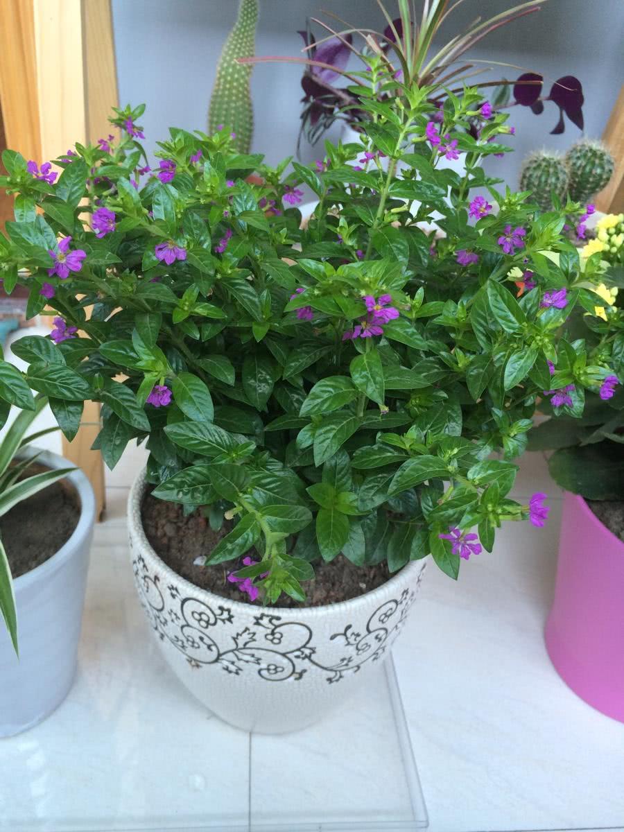 满天星花期多长满天星要这样养开花多到数不清哦