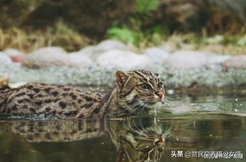 辟谣：所有猫都怕水？不是哦，养这些猫，你可能需要游泳池