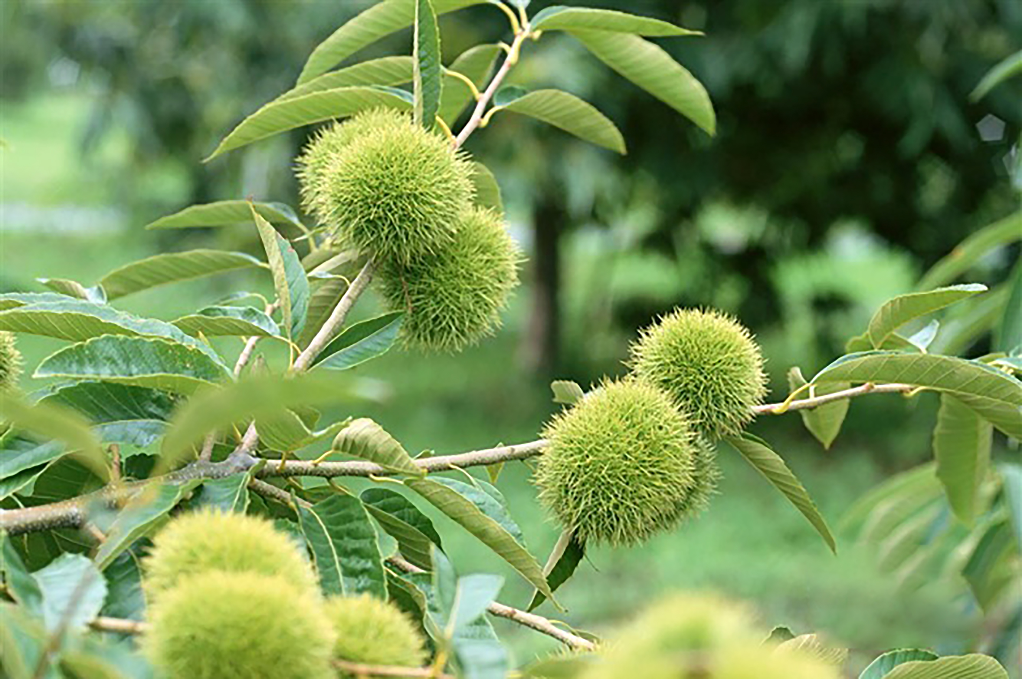 江西鹰潭龙虎山,道教发祥地,悠悠岁月情,香甜板栗果