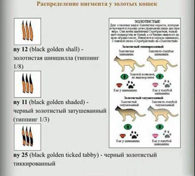 被称之为“招财猫”的金渐层，价格相当不菲，然而色号学问也不少