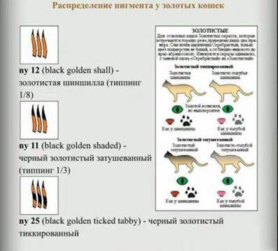 被称之为“招财猫”的金渐层，价格相当不菲，然而色号学问也不少