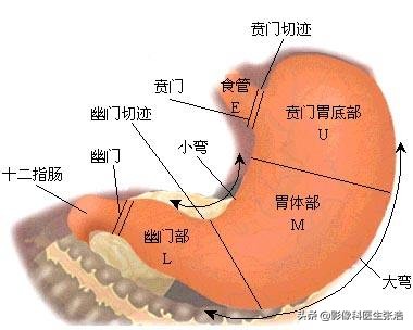 喝两口咽下去的“钡餐”检查，能发现食管和胃部的问题吗？#辟谣#