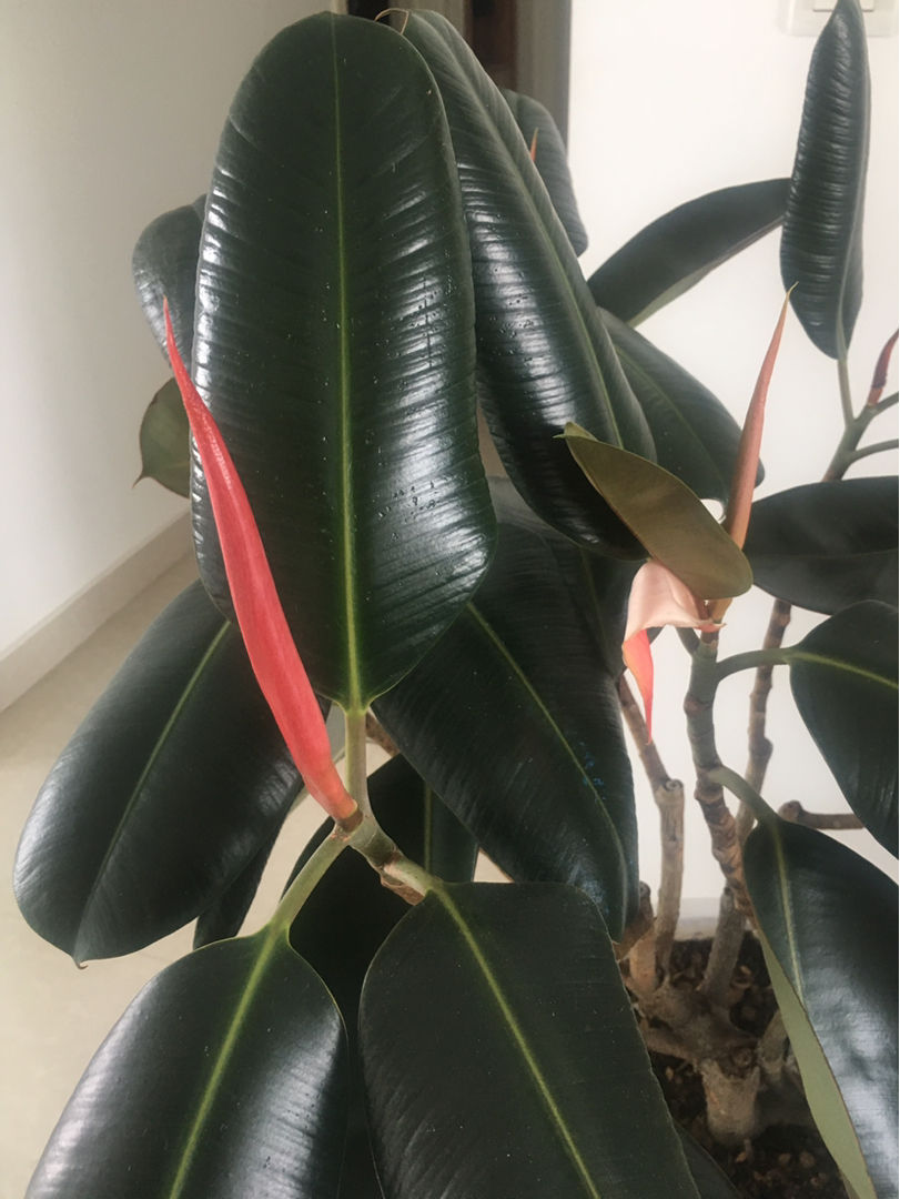 厚臉皮的養殖方法,厚臉皮的養殖方法圖片