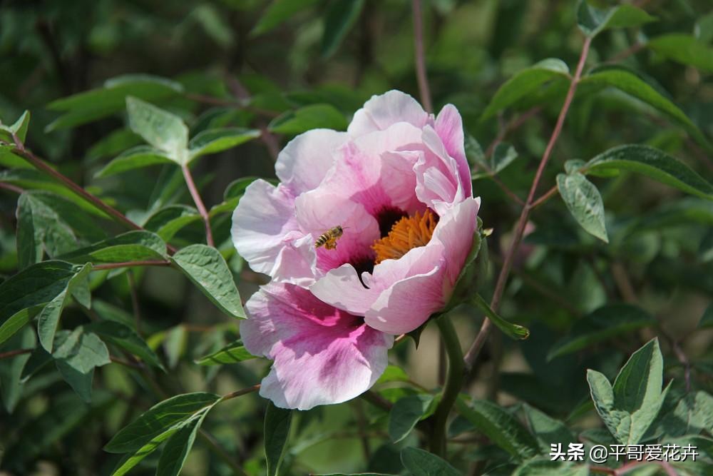 五月开的花（推荐3种5月开适合观赏的花卉）