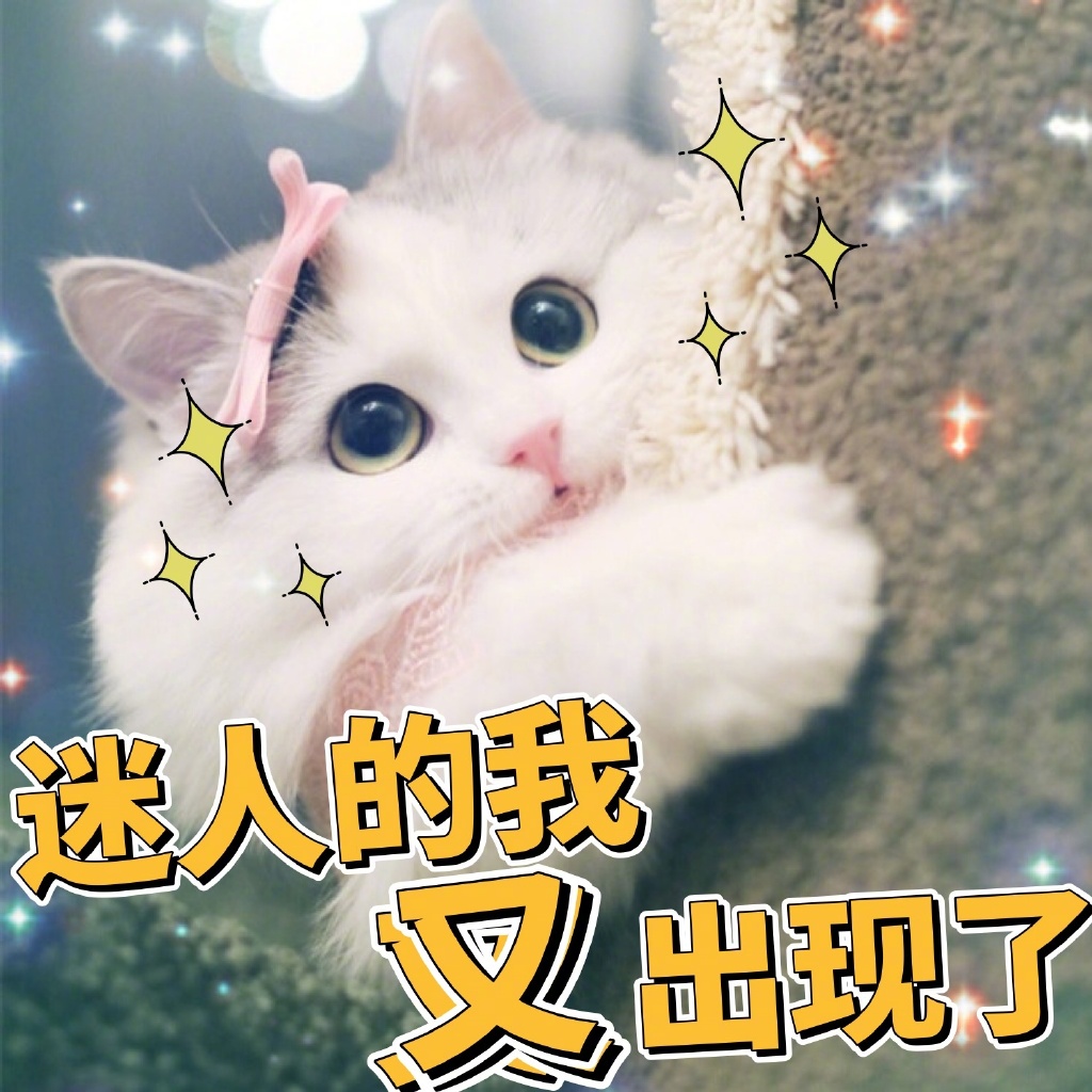 猫咪搞笑图片带字图片图片