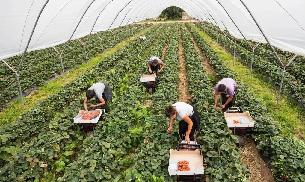 没有粮食危机，但全世界正在为保卫菜篮子而战