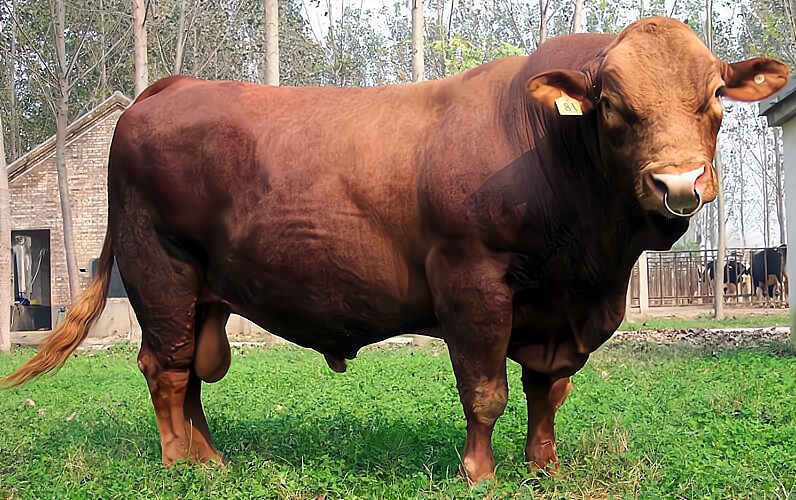 牛有多少个胃 牛有哪四个胃分别叫什么-泛经验