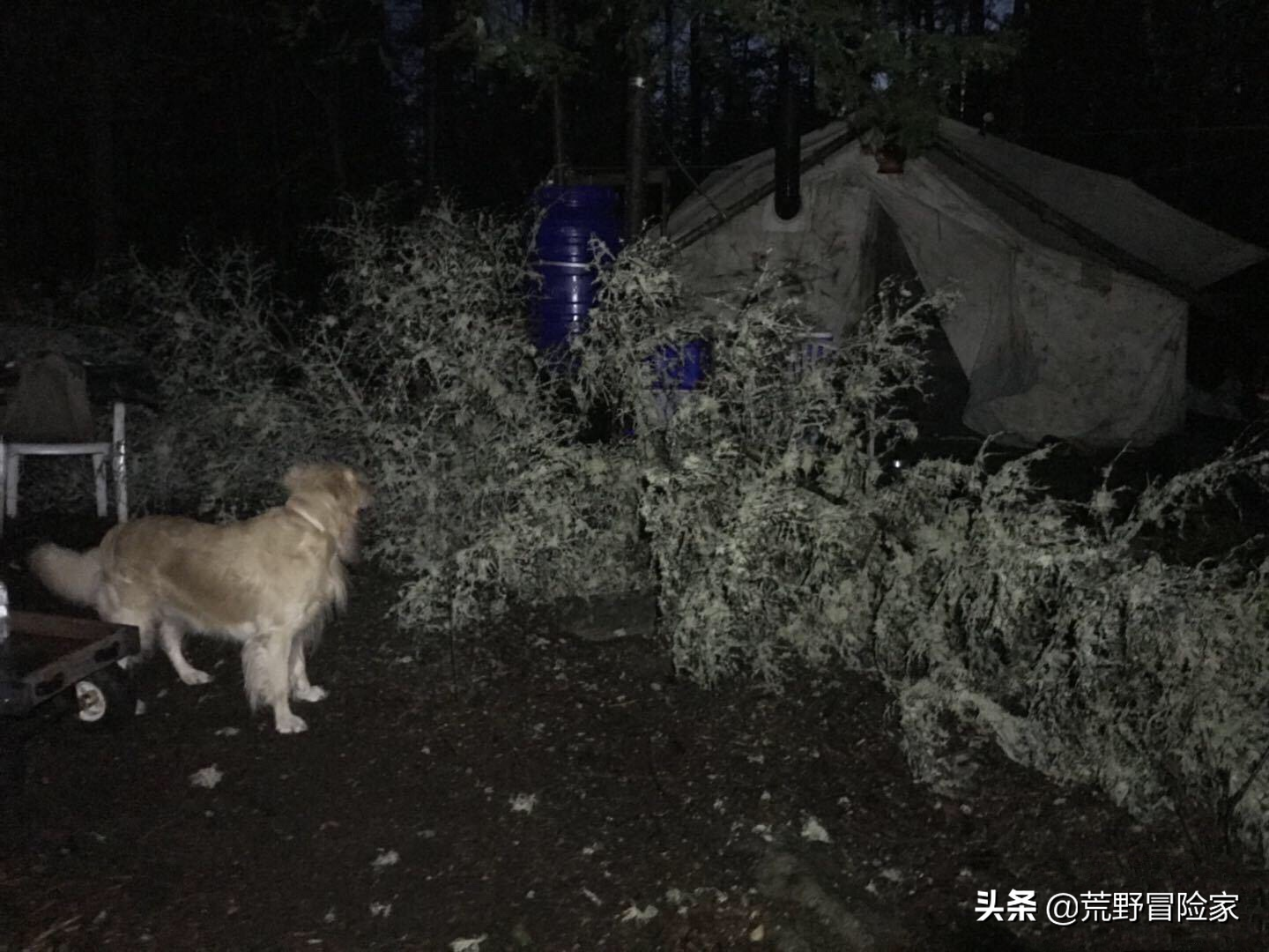 加拿大狩猎大黑熊，体验一次荒野猎人！七天六夜挑战不一样的旅行