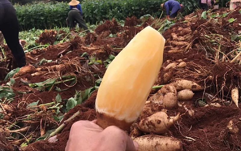 雪莲果的正确吃法孕妇可以吃吗及功效详解