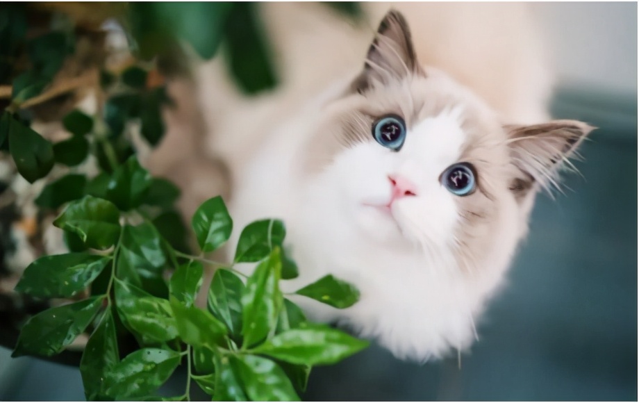 世界上最乖巧的10种猫咪，据说无人能抵挡住它们的温柔