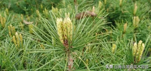 常绿乔木有哪些（70多种常用常绿乔木图例宝典）