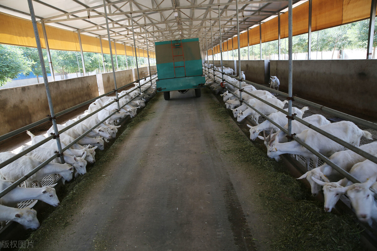 羊圈建设图片(羊舍该怎么建) - 赤虎壹号